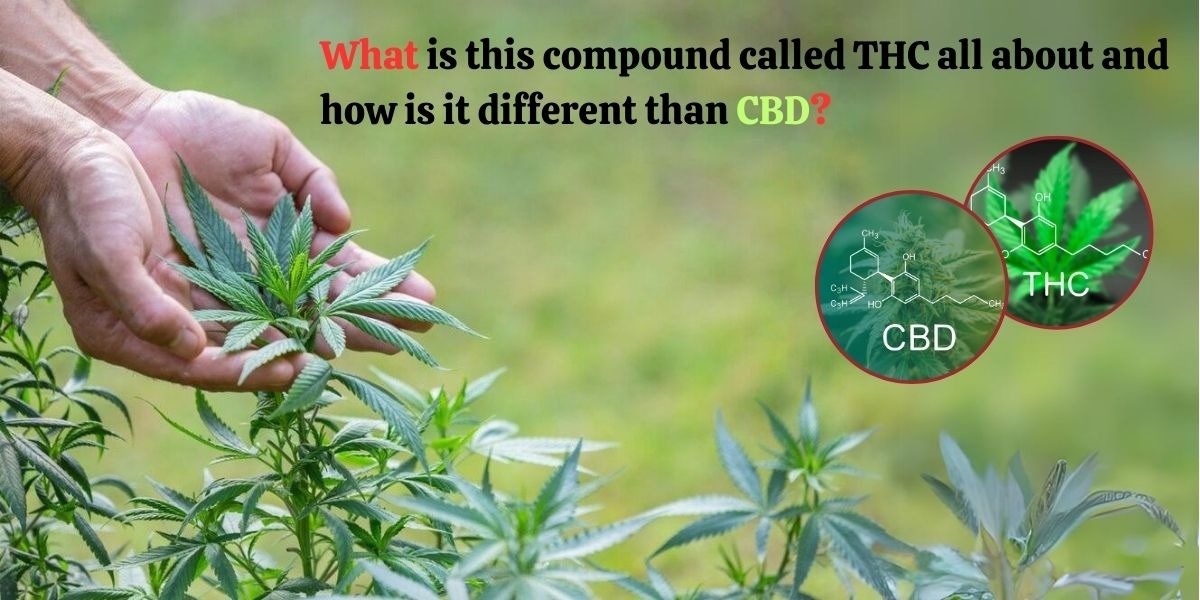 buy thc oil India